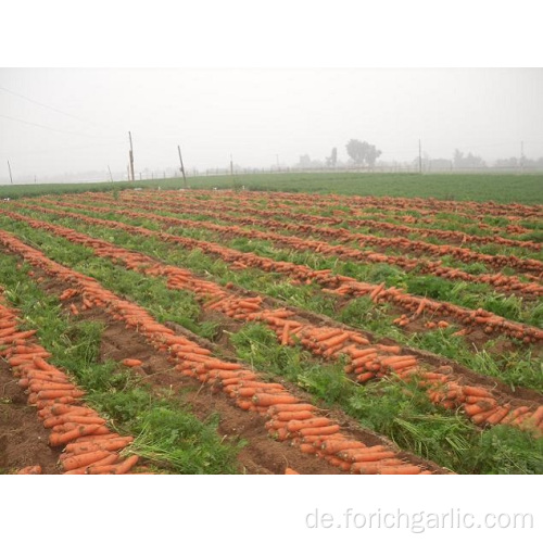 Schönes Aussehen Frische Karotten in guter Qualität